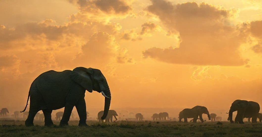 Featured image for Elephant Whispers in Dreams: The Subconscious Language of Grace and Connection