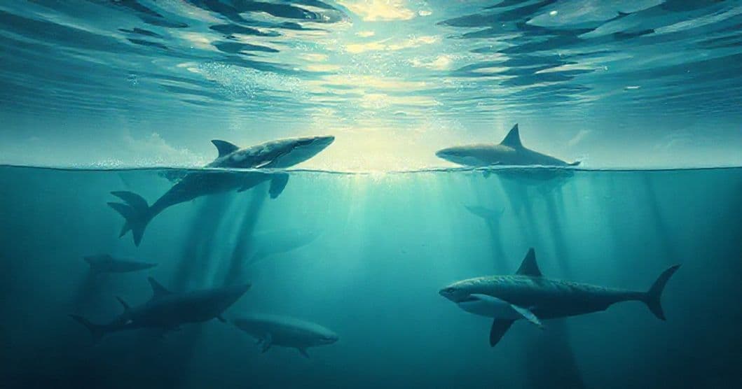 Featured image for The Pool of Contrasts: Whales, Sharks, and the Depth of Self