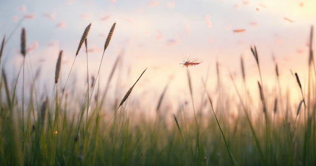 Featured image for Whispers on Grasshopper Wings: Decoding Dreams of Skybound Secrets