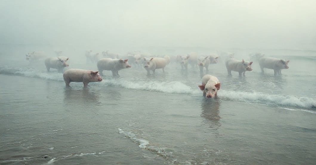 Featured image for Pigs and Tides: The Symbolism of Balancing Multiple Pigs in Dreams