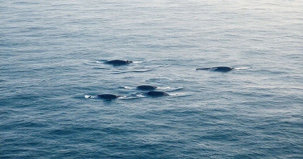 Featured image for Balancing Whales in Tidal Dreams: The Subconscious Language of Depth and Flow